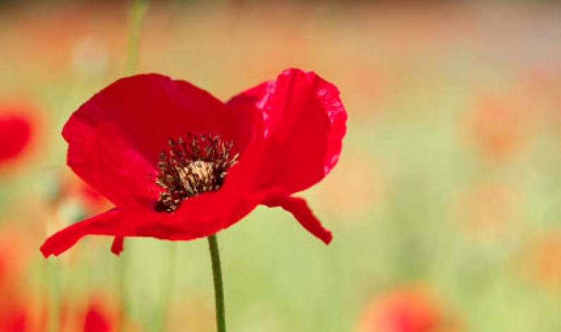 Remembrance Day 2011 – a day to remember