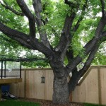Executive home FlatFee495 07