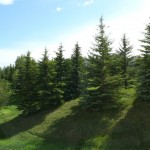 hamptons NW townhouse CAlgary Discount Real Estate 15