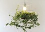 the_photosynthesis_lamp the_photosynthesis_lamp